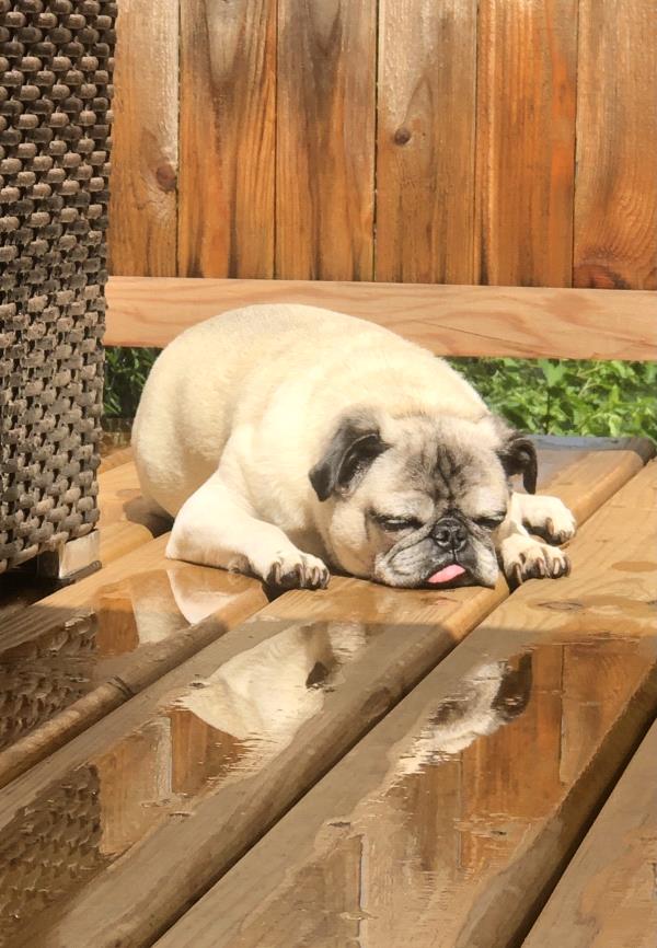 /images/uploads/pug nation rescue of los angeles/pugnation2021/entries/15228thumb.jpg